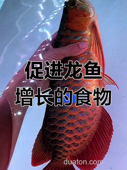 金龙鱼吃什么长的快?