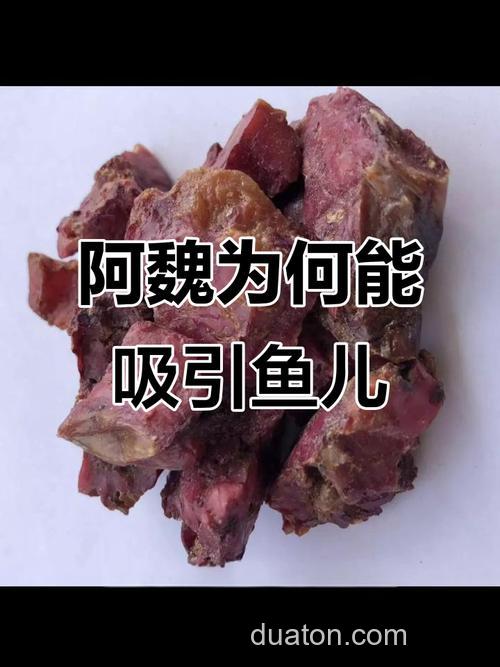 阿魏钓鱼最佳使用方法