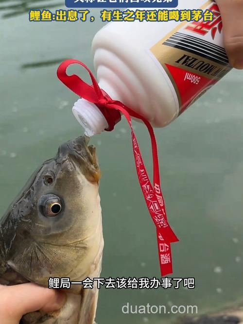 酒糟可以喂鲤鱼吗?