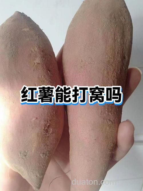 红薯淀粉可以和大米一起泡酒打窝吗?