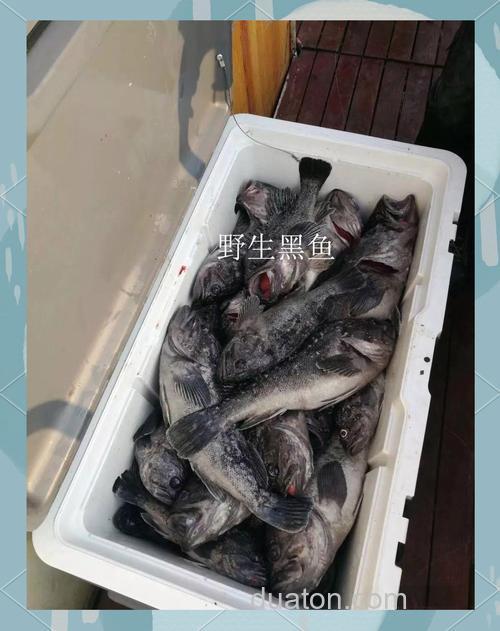 海钓黑鱼时水下拍摄技巧大揭秘！相机该如何选？