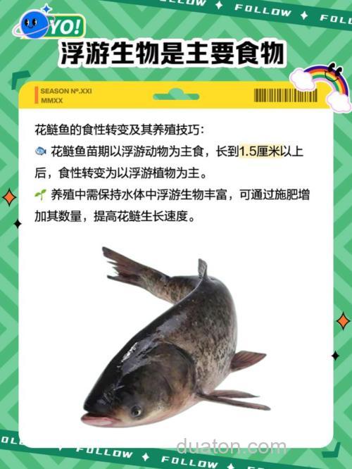 农村花鲢喂什么料长得快?