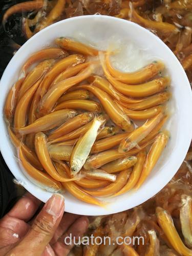 俄罗斯金丝鲩喜欢吃什么饵料?