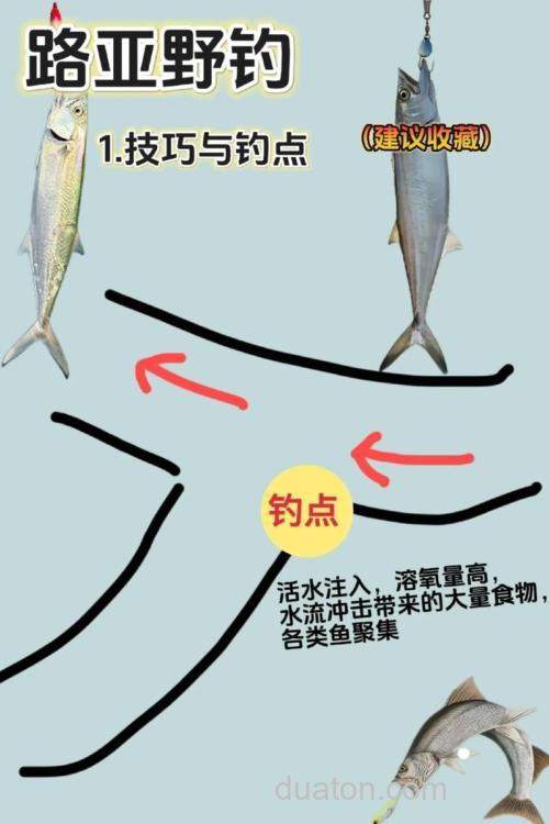 路亚钓法近岸作钓经验