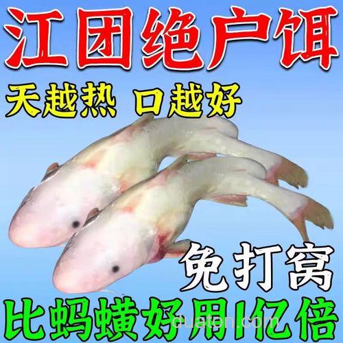 钓叉尾鱼用什么料好？