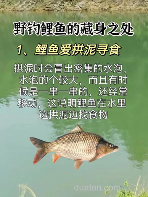 仲春野钓鲤鱼攻略，藏身之地暴露，个体都不小