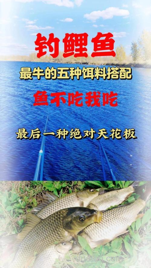 秋季北方水库钓鲤鱼草鱼饵料怎么配
