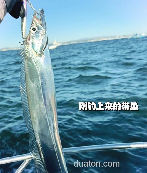 青岛海钓八带鱼攻略：掌握技巧，选对钓点与时机很关键