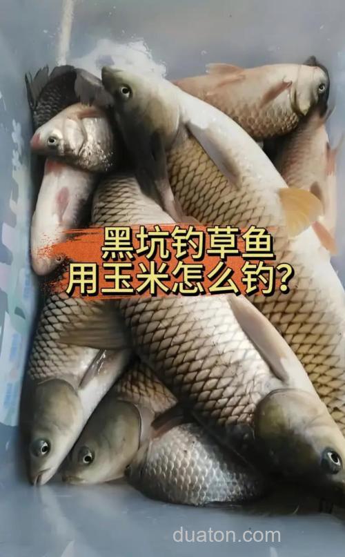 玉米黑坑钓草鱼技巧？