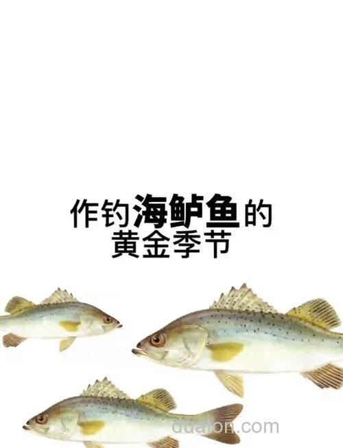 北海近海钓鲈鱼攻略:掌握季节与潮水,提升钓获几率
