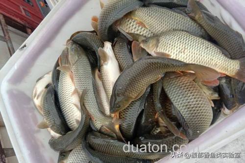春季温度持续升高?不好钓鲤鱼,那是因为你没掌握以下方法
