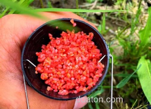 冬天酒糟打窝钓鱼效果好吗？