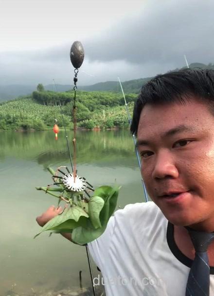 红薯钓草鱼,草鱼可以吃红薯叶吗?