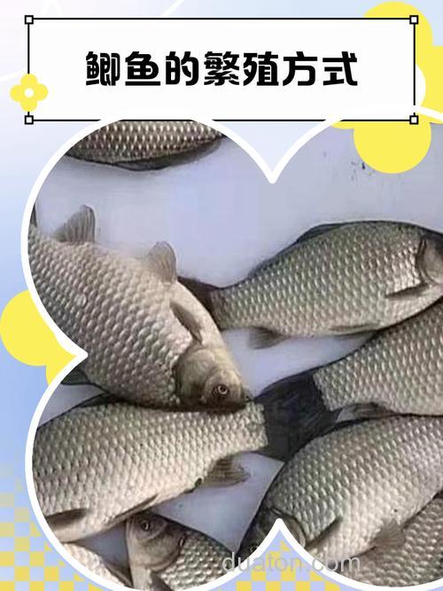 鲫鱼饲养的相关技术?