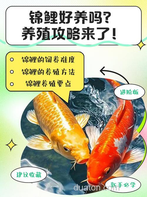 家庭如何饲养锦鲤