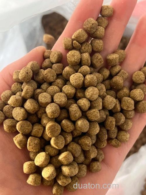 养草鱼用什么饲料？