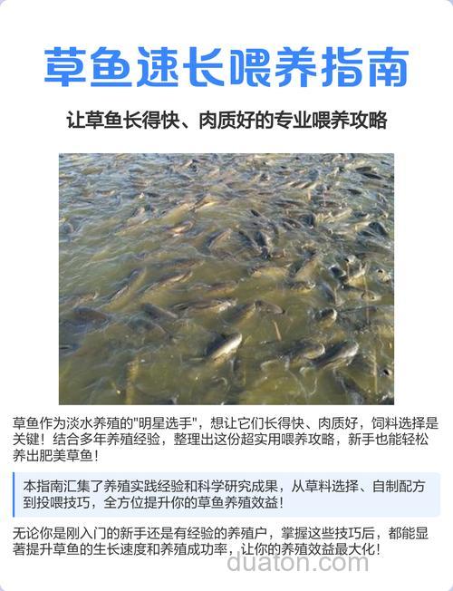 家里养草鱼喂什么?