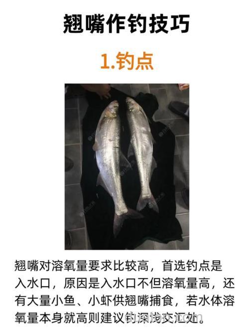 台钓翘嘴的技巧与饵料选择，提升垂钓体验的关键