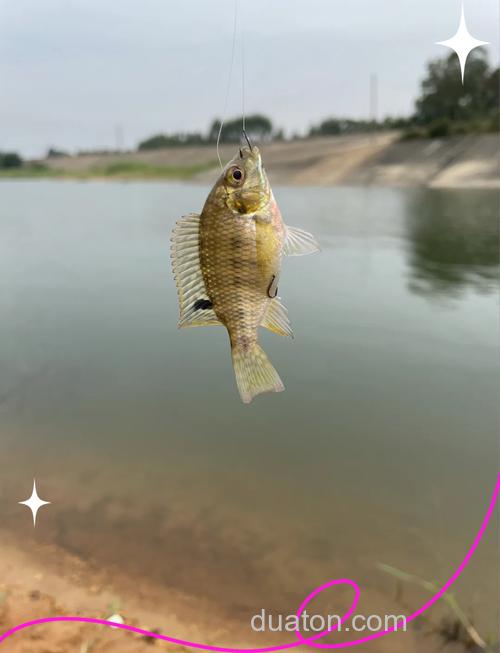 非洲鲫鱼用什么饵好钓?