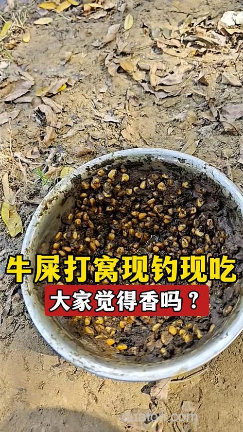 新鲜牛粪打窝多久可以钓鱼?
