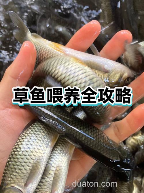 麦皮喂草鱼怎么喂