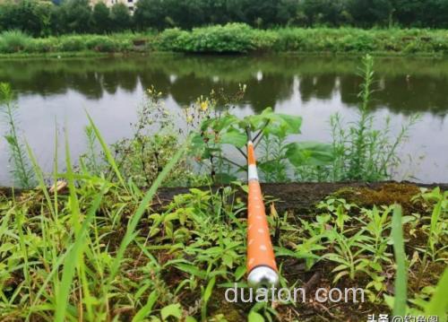钓草鱼用什么水果最好？