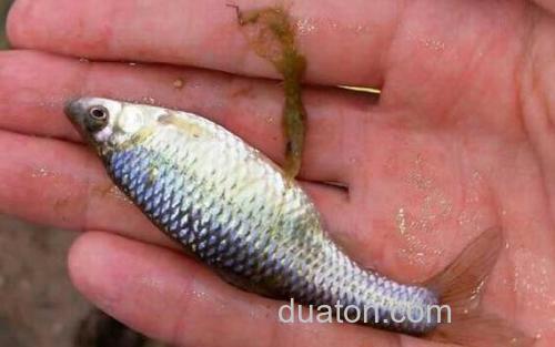 怎样钓麦穗鱼上钩率高