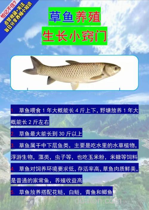 半斤的草鱼怎么养，现在需喂什么饲料，我用小麦浸泡后喂养可以吗？