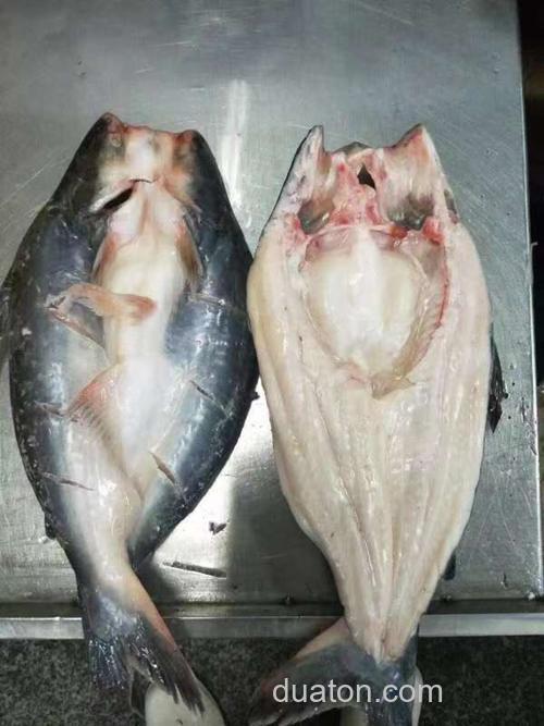 广东春季哪些鱼开口?