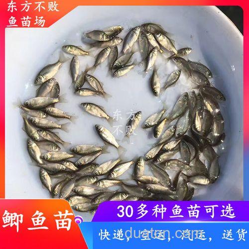 中科3号鲫鱼喂什么饲料?