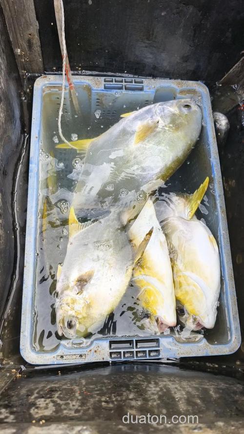 海钓金鲳鱼的乐趣与技巧,这些实用经验助你出海更有把握