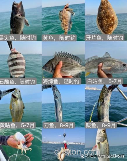 海钓黑头鱼的秘诀大公开！掌握这些技巧轻松上钩