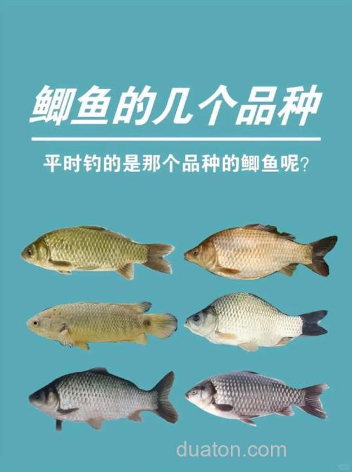用什么钓鲫鱼才钓得多