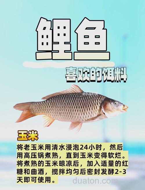 钓鲤鱼饵料方法与技巧 做鲤鱼饵料注意事项技巧有哪些