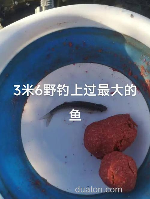 守钓鲤鱼多久换一次饵合适?