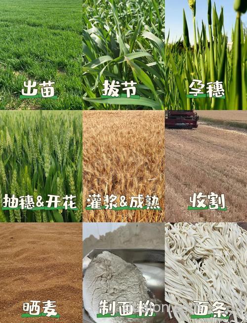麝香麦子适合啥季节?