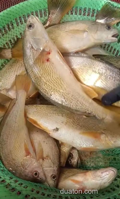 沿海常见海钓目标鱼黄姑鱼,这些钓点与饵料选择要知道