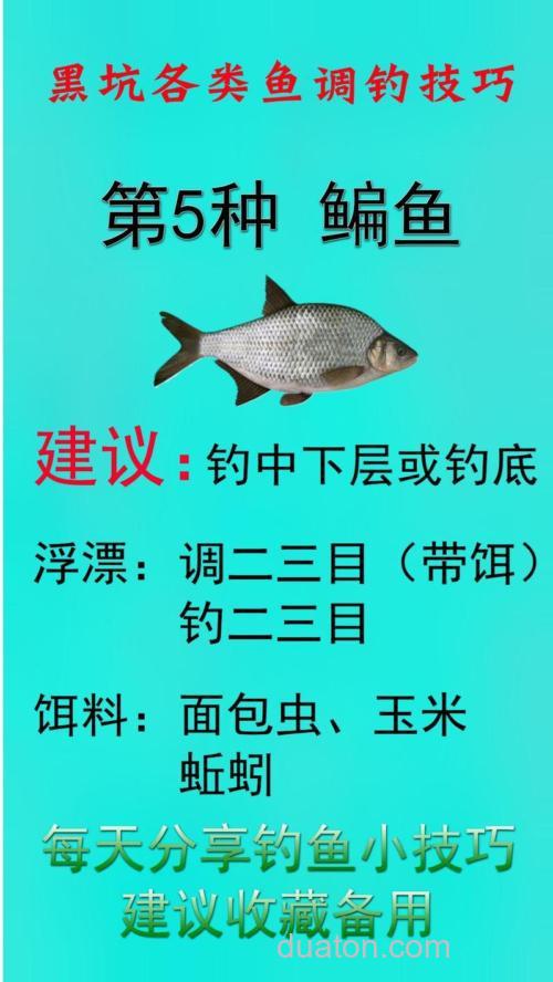 春天钓鳊鱼用什么商品饵？