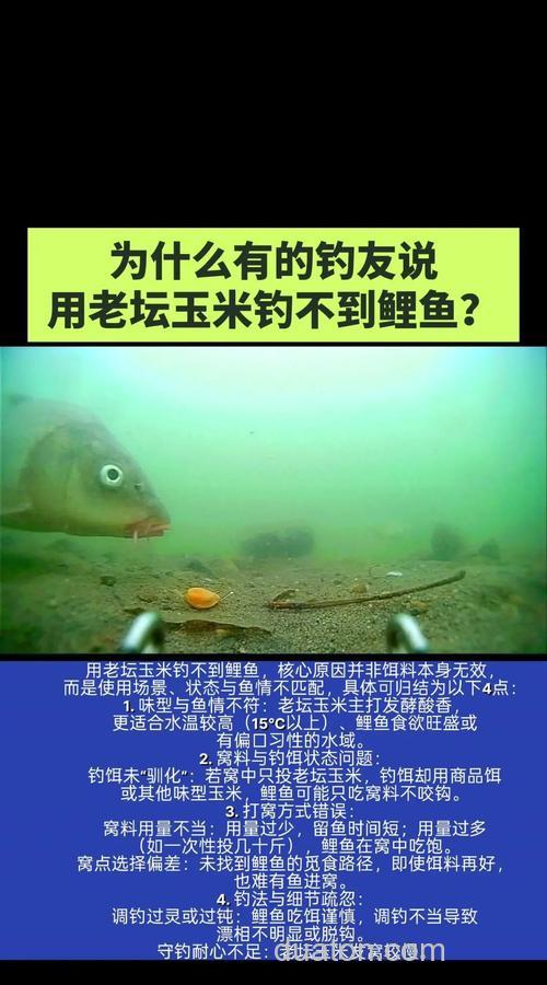 老包谷钓鲤鱼？？？？