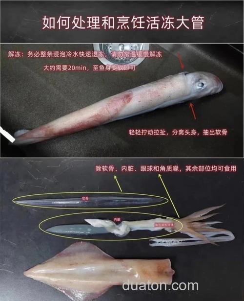 海钓鱿鱼技巧大揭秘!钓具选择及假饵运用全知道