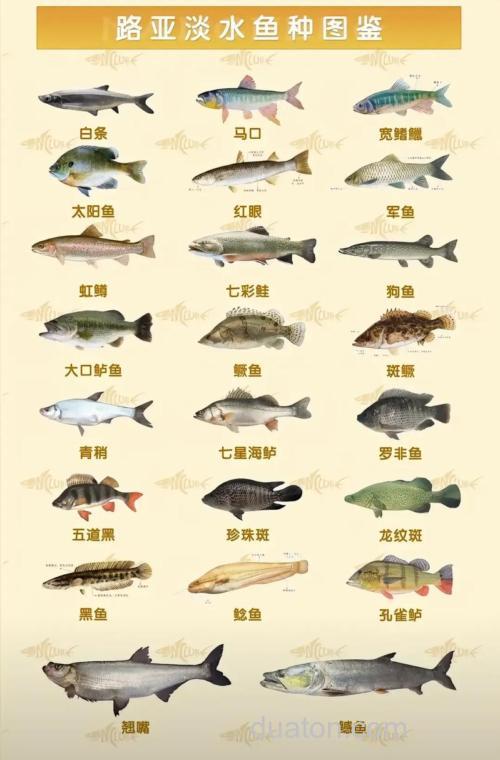 11月份千岛湖路亚能钓什么鱼?