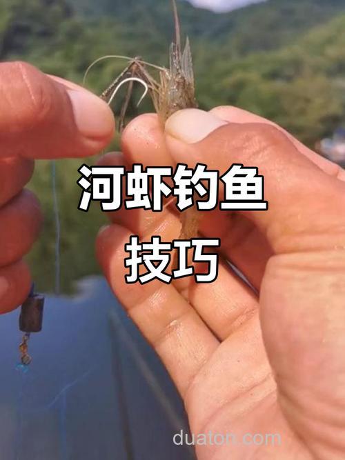 河虾钓什么鱼?