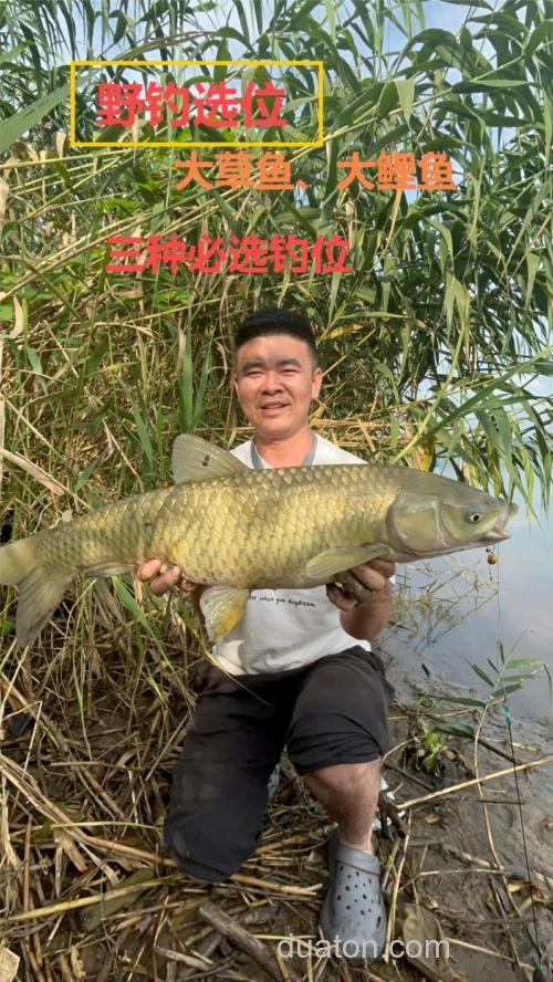 请问用什么钓草鱼和鲤鱼