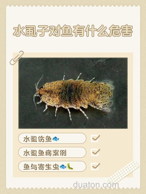 鱼怕水耗子么?