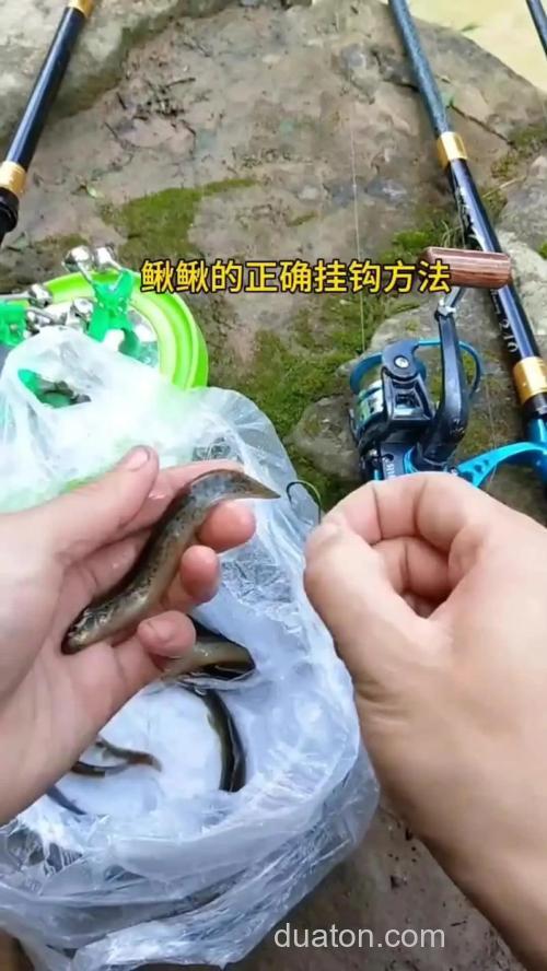 用泥鳅钓鱼的方法如下?