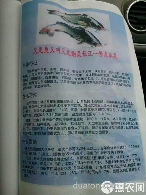 叉尾鮰最佳饲料配方？