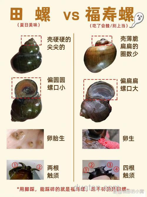 广东秋季用螺鲤3号还是2号?