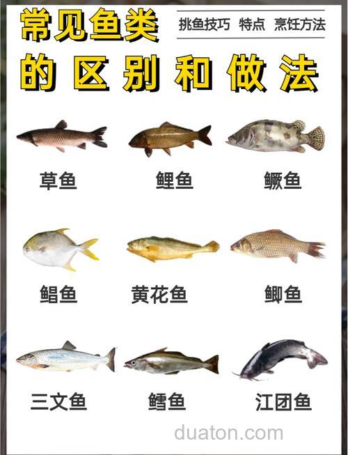钓草鱼鲤鱼是用腥味还是香味饵料