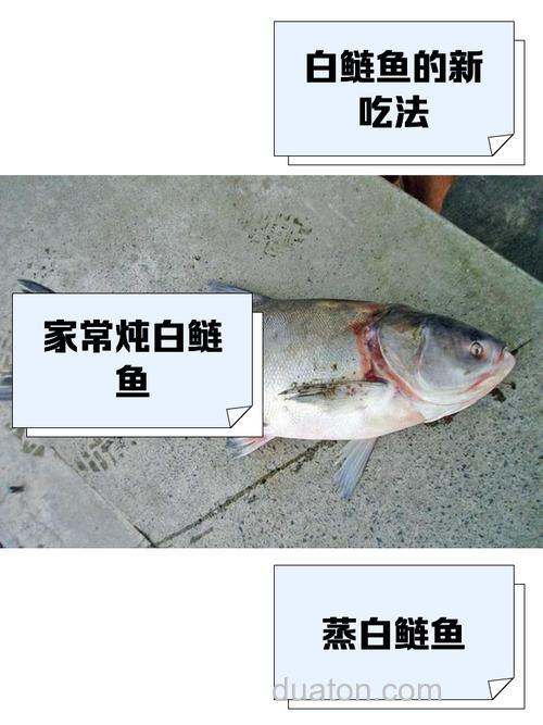 鲢鱼会吃小麦粒吗?