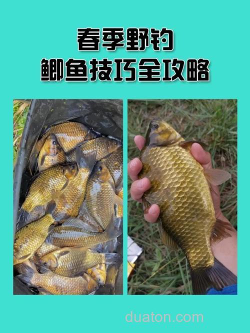初春钓鱼技巧野钓鲫鱼